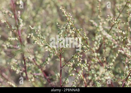 Feld-Beifuss, Feld-Beifuß, Feldbeifuss, Feldbeifuß, Artemisia campestris, Campo wormwood, spiaggia wormwood, wormwood settentrionale, Breckland wormwood, borea Foto Stock