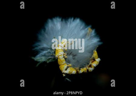 Comune Groundsel fiore fioritura su sfondo nero Foto Stock