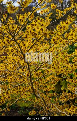 I rami di nocciola delle streghe sono larghi, ritorti e sparsi. La nocciola delle streghe selvatiche fiorisce con petali gialli sminuzzati in inverno. Foto Stock