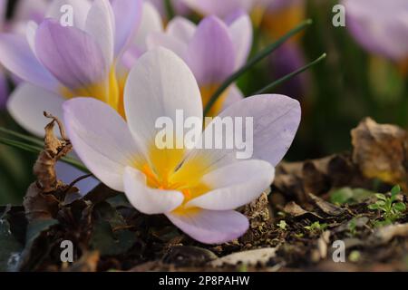 Primo piano di un bellissimo fiore di crocus viola a fiore singolo, vista dall'alto Foto Stock