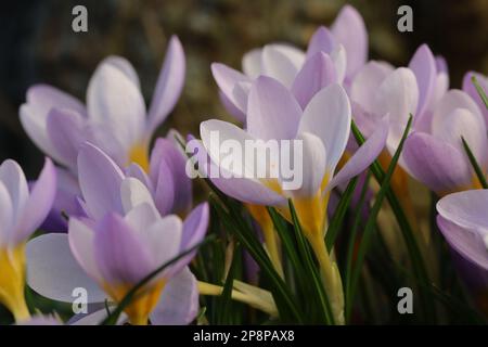 Primo piano di un gruppo di croci fioriti di colore viola piuttosto delicati, vista laterale Foto Stock