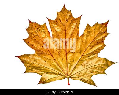 foglia d'acero in autunno isolato su bianco Foto Stock