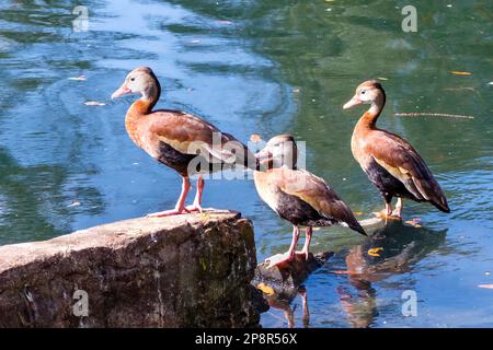 Tre anatre fischianti dalle ventre nere che si eran su un muro nella laguna di Audubon Park a New Orleans, Louisiana, USA Foto Stock