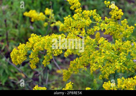 Galium verum cresce tra le erbe in natura Foto Stock