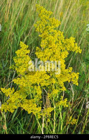 Galium verum cresce tra le erbe in natura Foto Stock