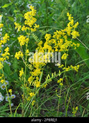Galium verum cresce tra le erbe in natura Foto Stock