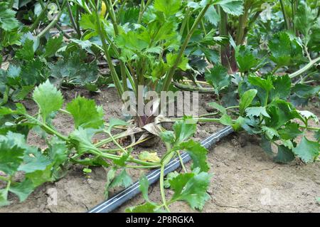 Il sedano cresce in terreno organico aperto nel giardino Foto Stock