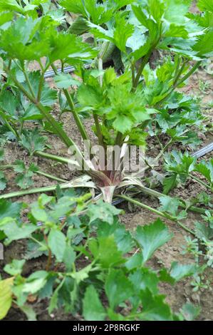 Il sedano cresce in terreno organico aperto nel giardino Foto Stock