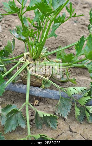 Il sedano cresce in terreno organico aperto nel giardino Foto Stock