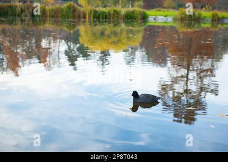 un'anatra solita nuota nel lago sullo sfondo di alberi autunnali Foto Stock