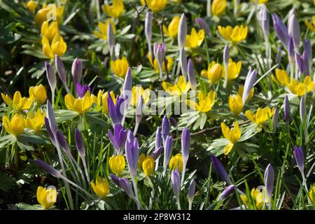 Aconiti invernali crocus misti fiori primaverili piante apee-friendly Foto Stock