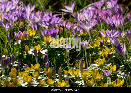 Primavera giardino prato fiori misti, aconiti invernali, Crocus tommasinianus in una giornata di sole Crocus aconite inverno fiori viola giallo prato prato Foto Stock