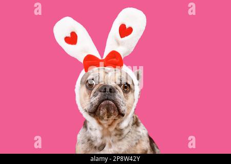merle divertente cane Bulldog francese indossando coniglietto di Pasqua con il cuore su sfondo rosa Foto Stock
