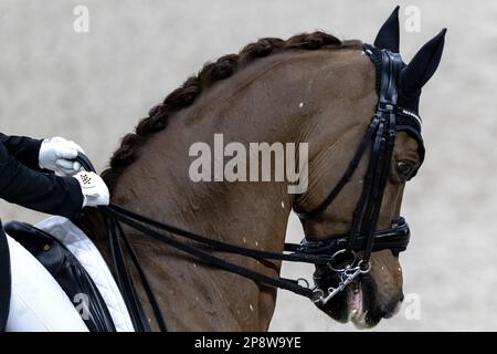 DEN BOSCH - Charlotte Defalque (bel) su Botticelli durante il dressage di qualificazione di Coppa del mondo, durante il Masters Olandese Indoor Brabant Horse Show. LEVIGATRICE ANP KONING olanda fuori - belgio fuori Foto Stock