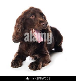 Cocker spaniel cane sdraiato isolato su sfondo bianco Foto Stock