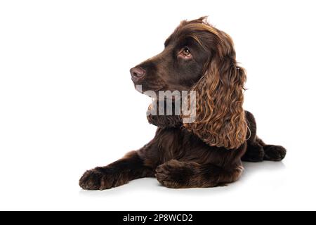 Cocker spaniel cane sdraiato isolato su sfondo bianco Foto Stock