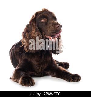 Cocker spaniel cane sdraiato isolato su sfondo bianco Foto Stock