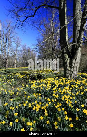 Spring Daffodils a Nowton Park vicino a Bury St Edmunds, Suffolk, Inghilterra Foto Stock