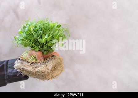 Microgreens di piselli con i semi e le radici grandi nella mano dell'uomo. Germinazione di microgreens a casa su stuoie biodegradabili di iuta e canapa. Concetto di alimentazione sana. Spazio di copia Foto Stock