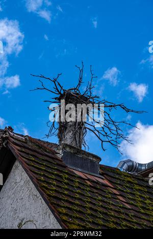 Nido di uccello sul tetto di un vecchio edificio Foto Stock