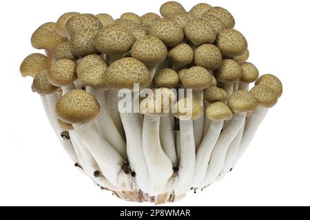 funghi di faggio isolati su fondo bianco Foto Stock