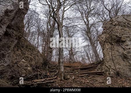 Rocce e alberi nel mezzo della foresta Foto Stock