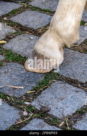 Zoccoli di un cavallo su pietre di pavimentazione grigie Foto Stock