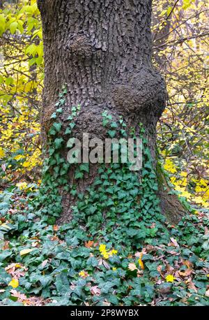 Giovani steli di edera crescono sul tronco di un vecchio albero Foto Stock