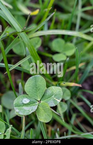 Un trifoglio a quattro foglie sul prato verde Foto Stock