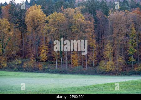 Prato verde vicino alla foresta colorata e cielo grigio Foto Stock