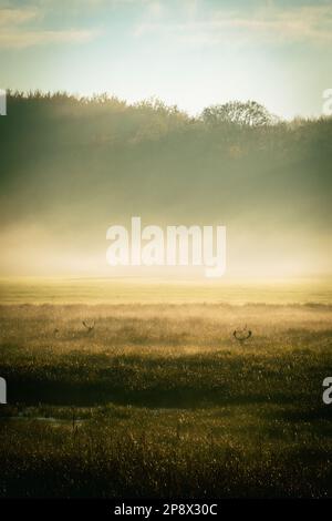 Cervi che sbirciano attraverso l'erba in un prato in una mattinata nebbiosa con una bella alba Foto Stock