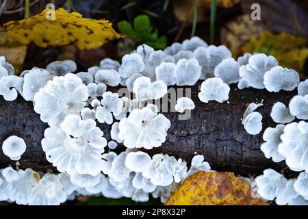 Funghi di albero bianco su un ramo morto all'interno della foresta Foto Stock