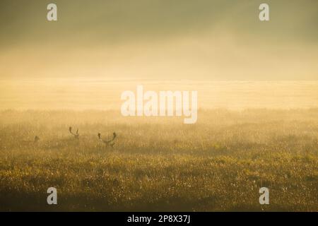 Cervi che sbirciano attraverso l'erba in un prato in una mattinata nebbiosa con una bella alba Foto Stock