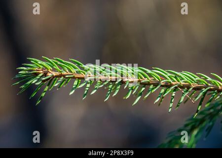 Un piccolo ramo di abete Nordmann con aghi verdi e fondo sfocato Foto Stock