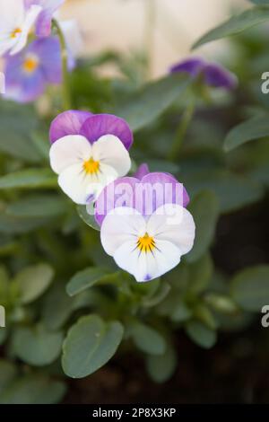 Viola e viola fiore bianco Foto Stock