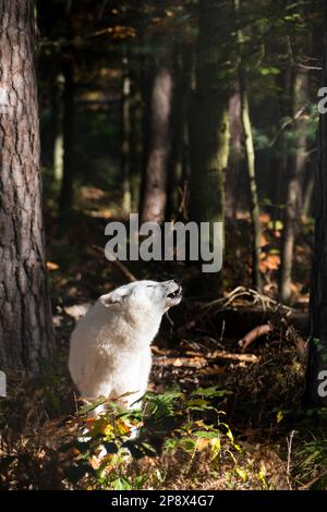 Lupo bianco che urla nei boschi Foto Stock