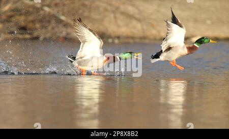 Comportamento territoriale: Le anatre del mallardo del Drake si inseguono su un lago in primavera Foto Stock