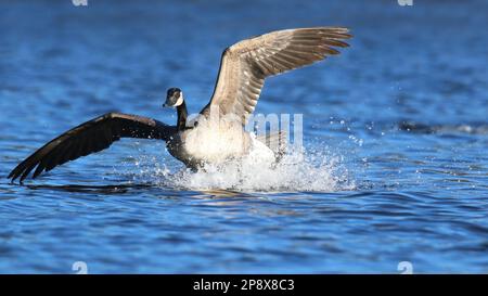 Canadensis branta gallina canadese sbarco su un lago in inverno Foto Stock