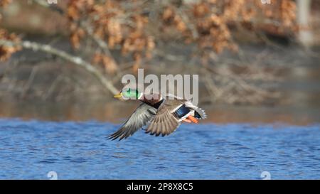 Un drake mallard Anas platyrhynchos volare su un lago in inverno Foto Stock