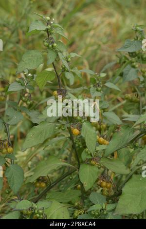 Primo piano verticale naturale sul medicinale Nightshade nero europeo , pianta di Solanum nigrum Foto Stock