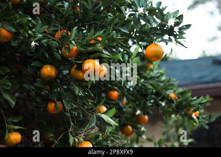 An orange clementine satsuma tree blooming with fruit in the winter season in the south Foto Stock