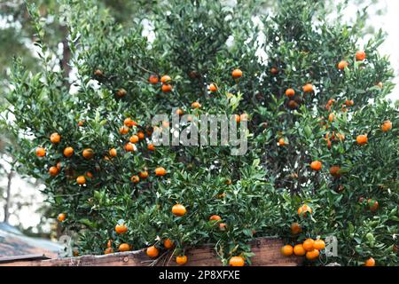 An orange clementine satsuma tree blooming with fruit in the winter season in the south Foto Stock