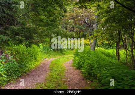 Escursioni su una vecchia strada negli Appalachi, Virginia USA, Virginia Foto Stock