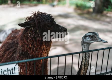 Alpaca dietro una recinzione Foto Stock