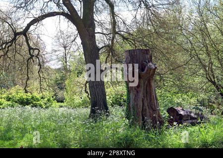 Un alto ceppo di alberi è stato lasciato dal giardiniere come habitat naturale e degli insetti per aiutare la biodiversità e la conservazione della natura. Giardino all'inglese, maggio Foto Stock
