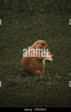 Curious Critter: Un giocoso cane Prairie sbircia fuori Foto Stock