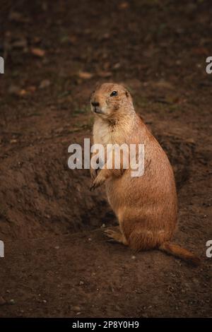 Curious Critter: Un giocoso cane Prairie sbircia fuori Foto Stock