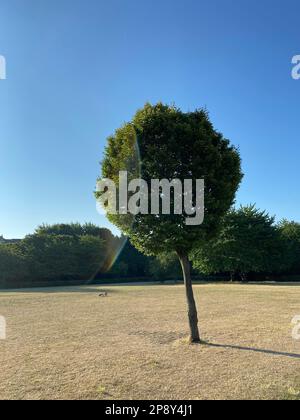 Un albero in erba arata in estate Londra siccità in Weavers Fields, Bethnal Green, Tower Hamlets, Londra, Regno Unito 2022 Foto Stock