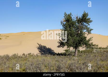 Lone albero di fronte a una duna nelle grandi colline di sabbia, Saskatchewan, Canada Foto Stock