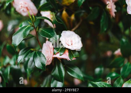 Camelia rosa japonica, conosciuta come camelia comune, o camelia giapponese Foto Stock